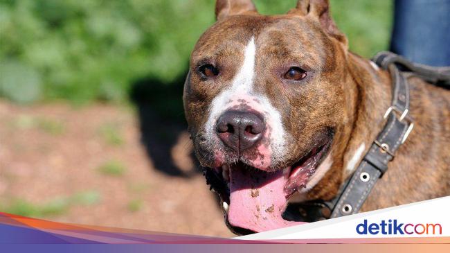 Detail Gambar Anjing Pitbull Nomer 52