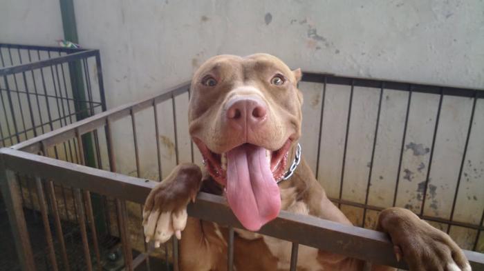 Detail Gambar Anjing Pitbull Petarung Nomer 16