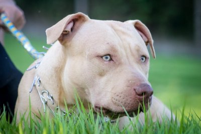 Detail Gambar Anjing Pitbull Petarung Nomer 18