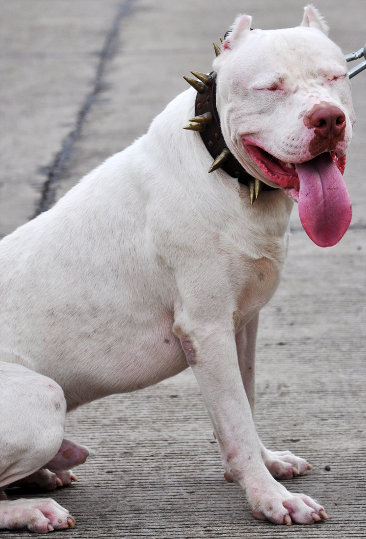 Detail Gambar Anjing Pitbull Petarung Nomer 27