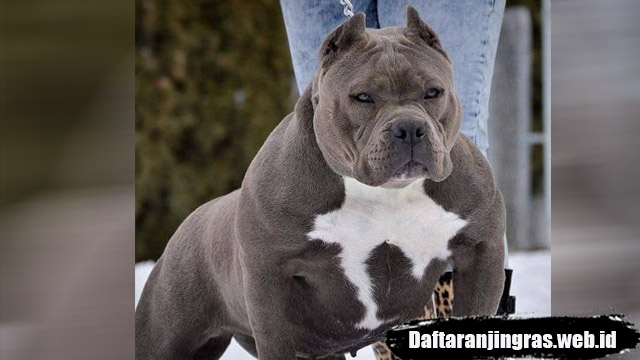 Detail Gambar Anjing Pitbull Petarung Nomer 45