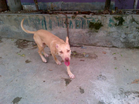 Detail Gambar Anjing Pitbull Petarung Nomer 46