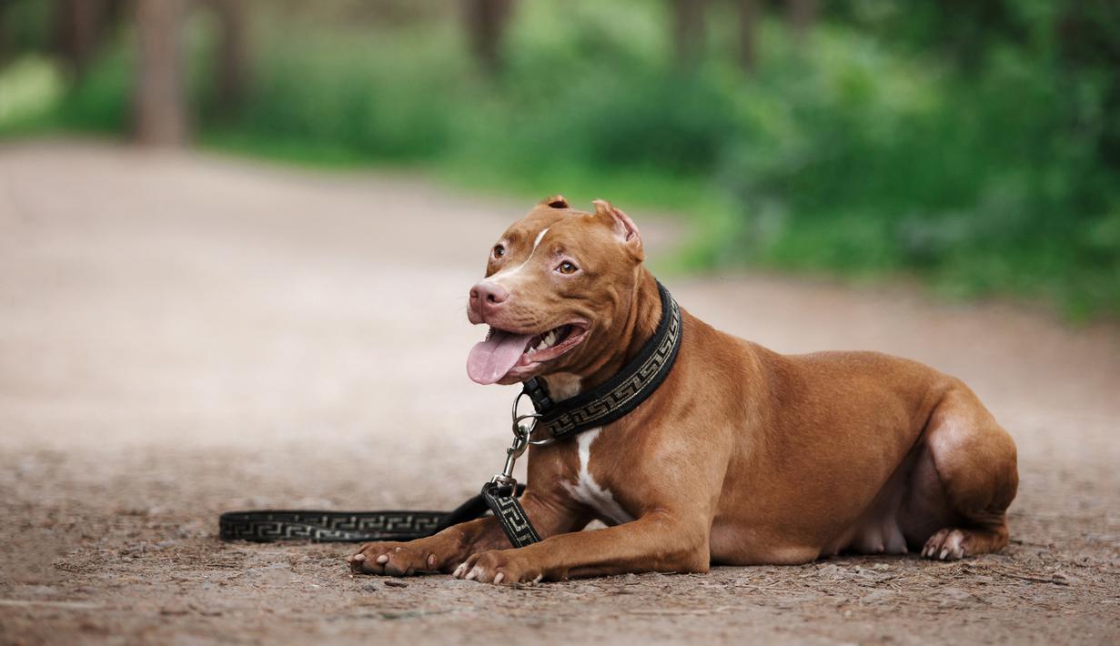 Detail Gambar Anjing Pitbull Petarung Nomer 48