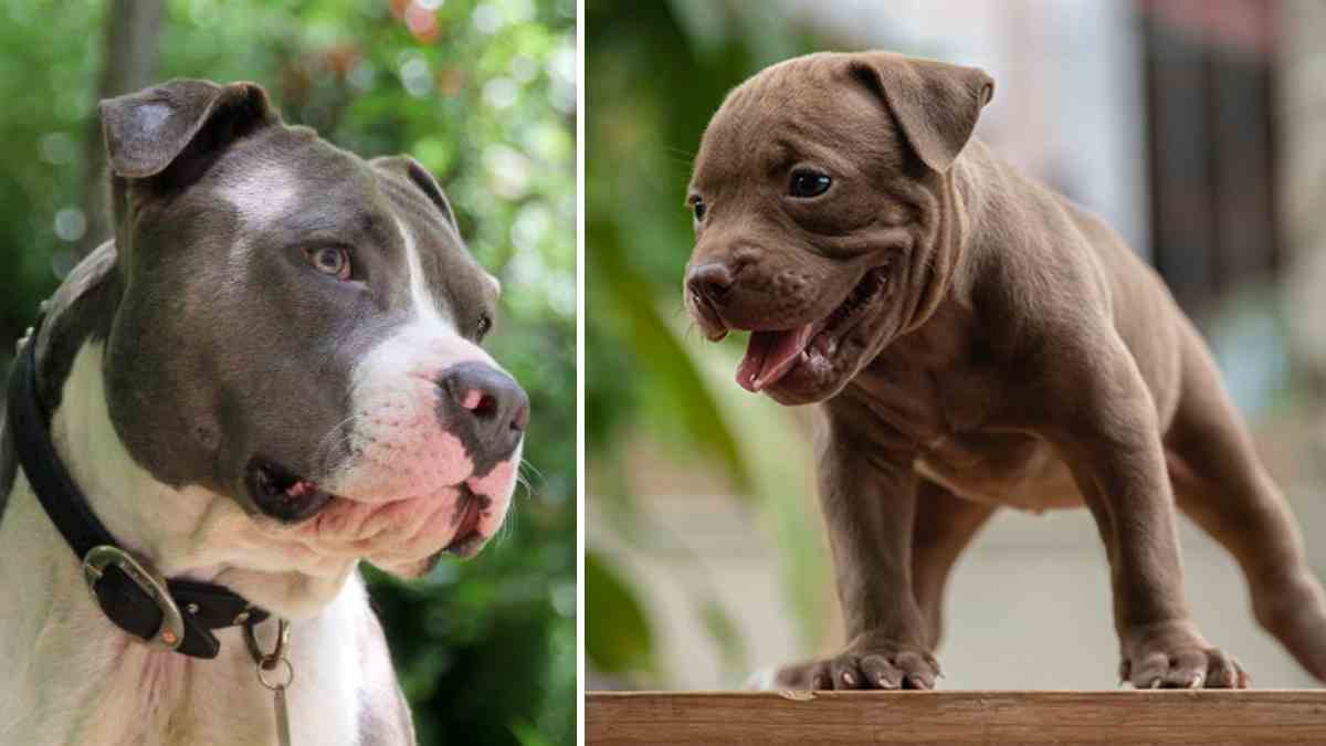 Detail Gambar Anjing Pitbull Petarung Nomer 51