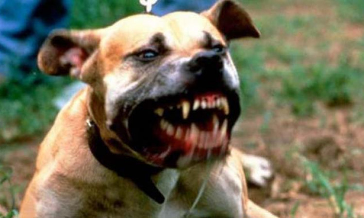 Detail Gambar Anjing Pitbull Petarung Nomer 10