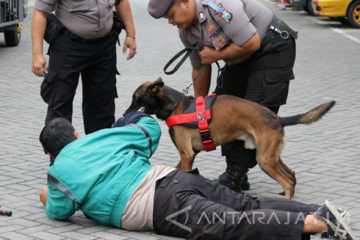 Detail Gambar Anjing Polisi Nomer 23