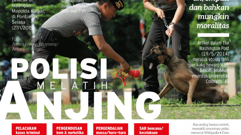 Detail Gambar Anjing Polisi Nomer 33