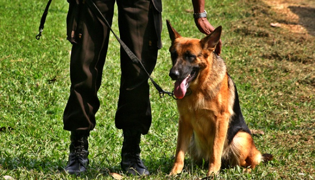 Detail Gambar Anjing Polisi Nomer 36
