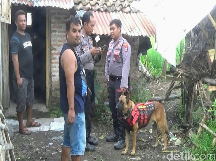 Detail Gambar Anjing Polisi Nomer 40