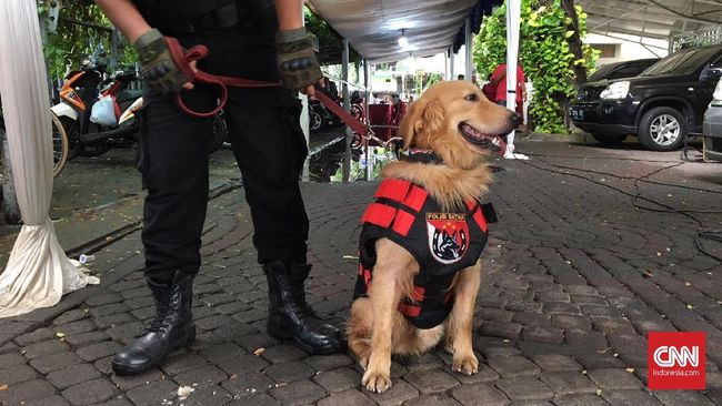 Detail Gambar Anjing Polisi Nomer 45