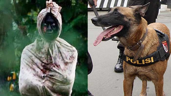 Detail Gambar Anjing Polisi Nomer 6