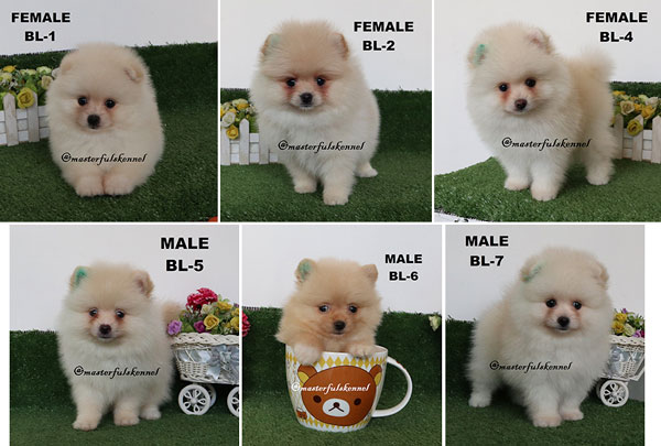 Detail Gambar Anjing Pom Nomer 37