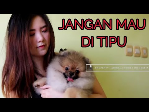 Detail Gambar Anjing Pom Nomer 41