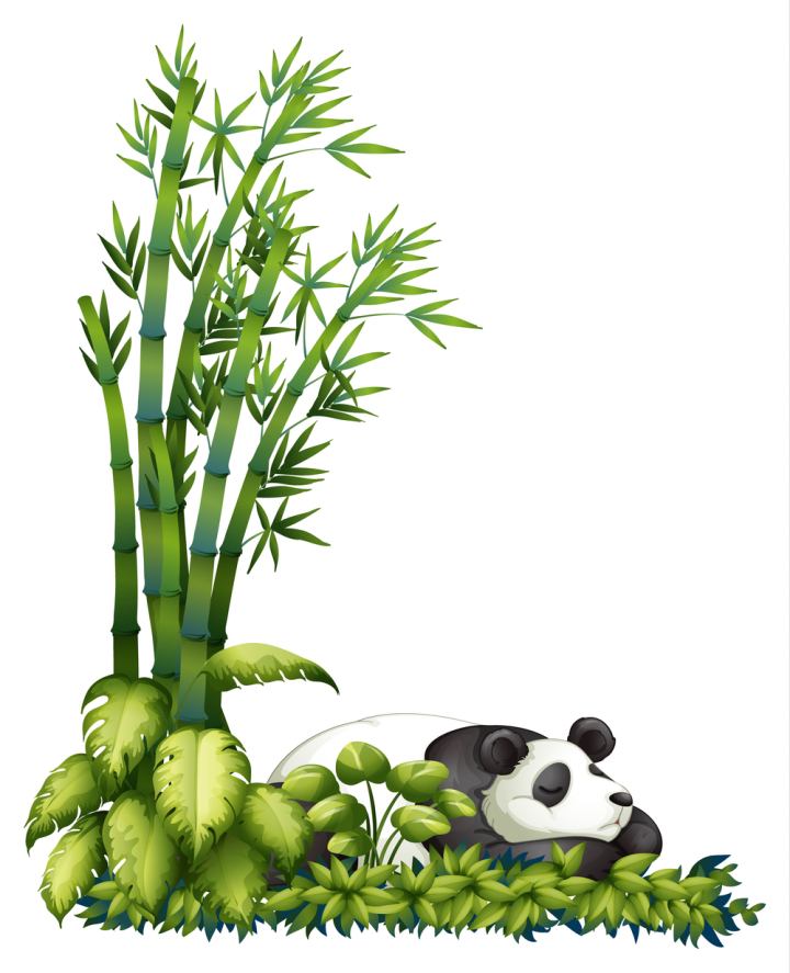 Detail Plant Panda Nomer 8