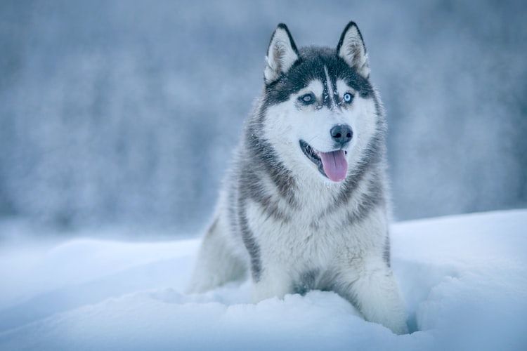 Gambar Anjing Serigala - KibrisPDR
