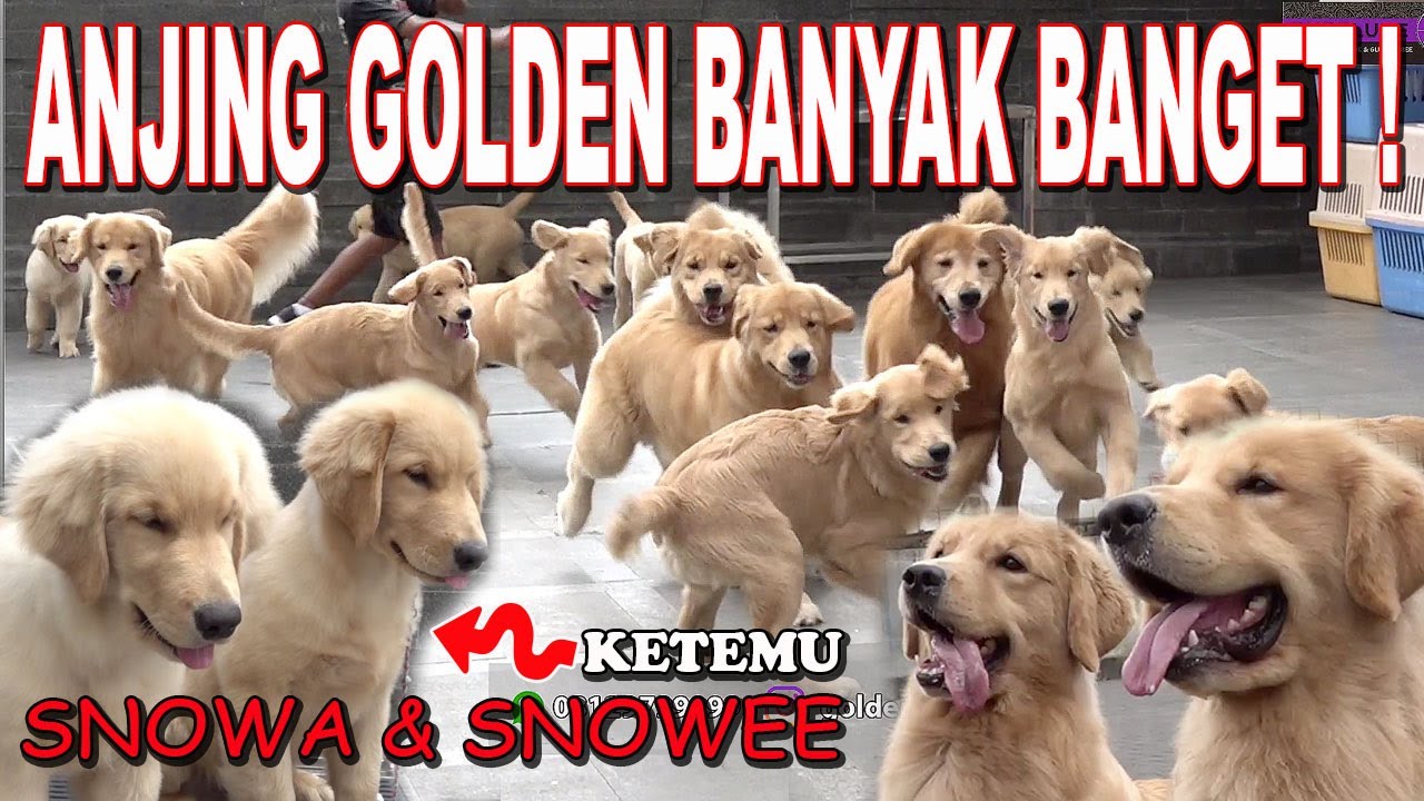 Detail Gambar Anjing Snowee Nomer 9