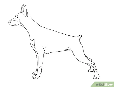 Detail Gambar Anjing Tampak Depan Nomer 56