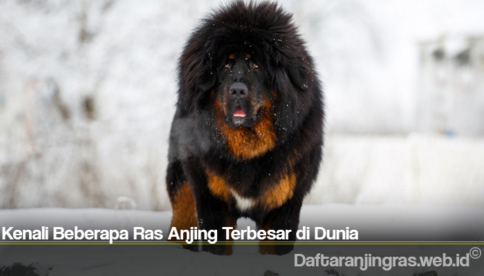 Detail Gambar Anjing Terbesar Di Dunia Nomer 24