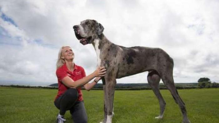 Detail Gambar Anjing Terbesar Di Dunia Nomer 40