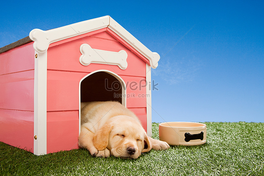 Gambar Anjing Yang Tidur Di Kandang - KibrisPDR