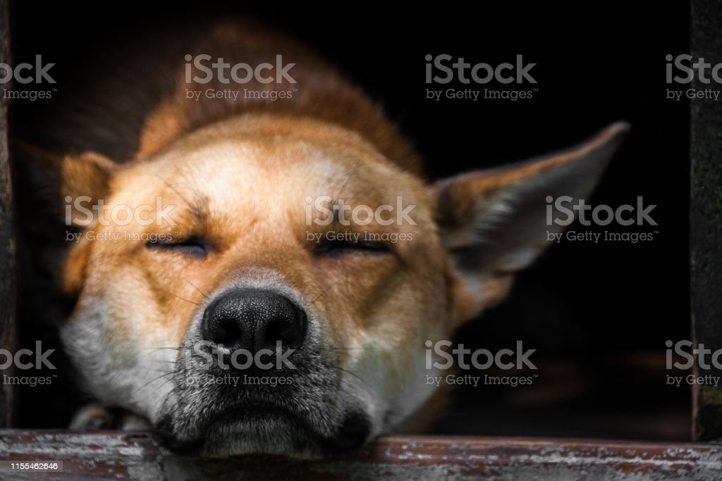Detail Gambar Anjing Yang Tidur Di Kandang Nomer 7