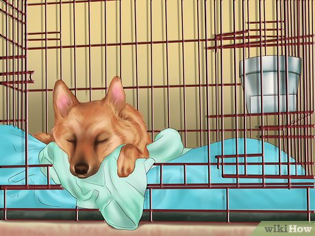 Detail Gambar Anjing Yang Tidur Di Kandang Nomer 8