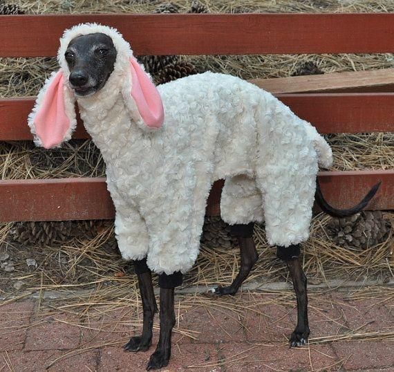 Detail Gambar Anjing Yang Tidur Shaun The Sheep Nomer 35