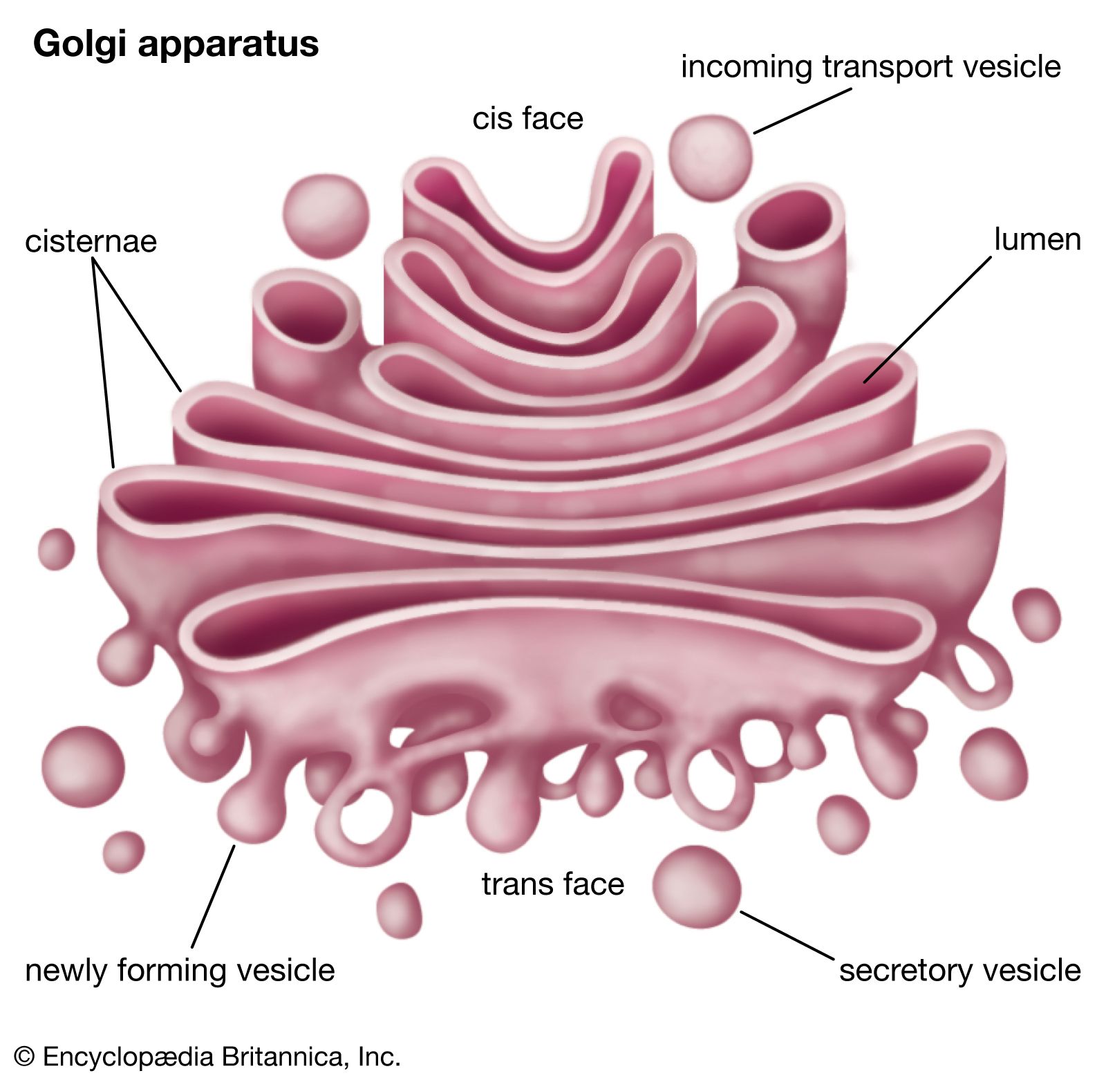 Gambar Aparatus Golgi - KibrisPDR