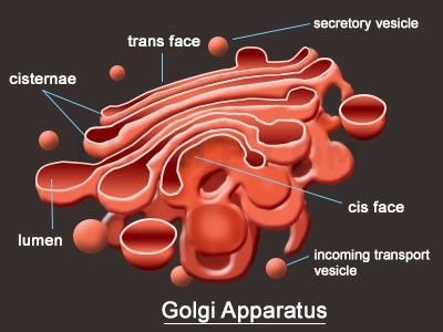 Detail Gambar Aparatus Golgi Nomer 15