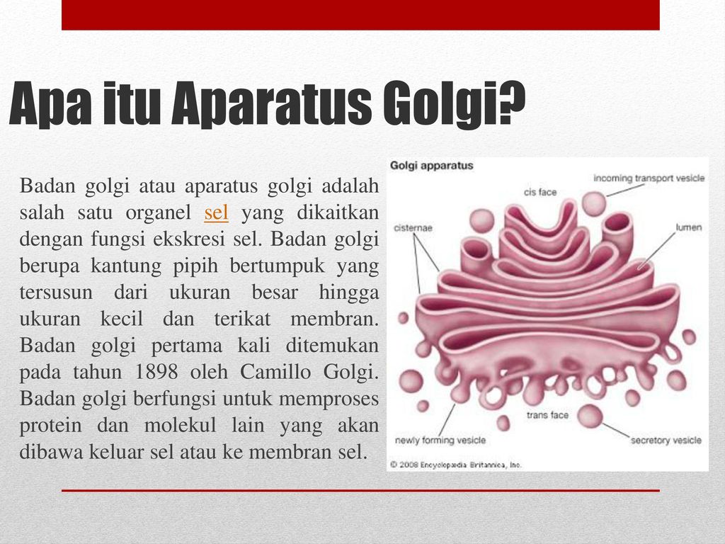 Detail Gambar Aparatus Golgi Nomer 17