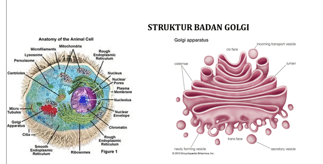 Detail Gambar Aparatus Golgi Nomer 3