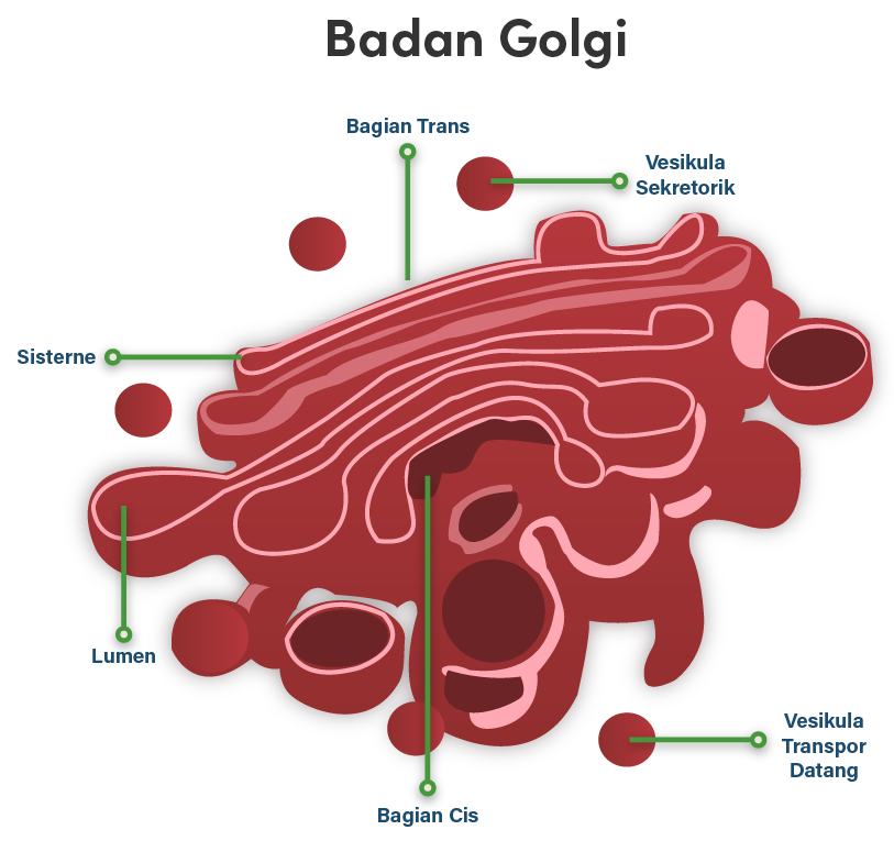 Detail Gambar Aparatus Golgi Nomer 19