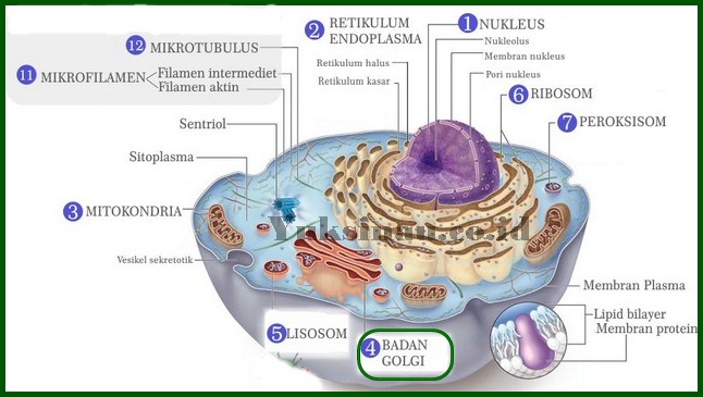 Detail Gambar Aparatus Golgi Nomer 27