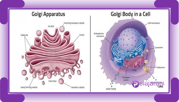 Detail Gambar Aparatus Golgi Nomer 4