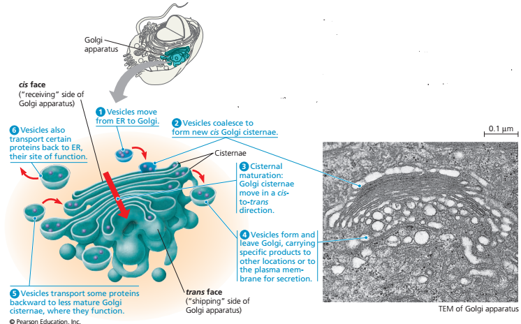 Detail Gambar Aparatus Golgi Nomer 30