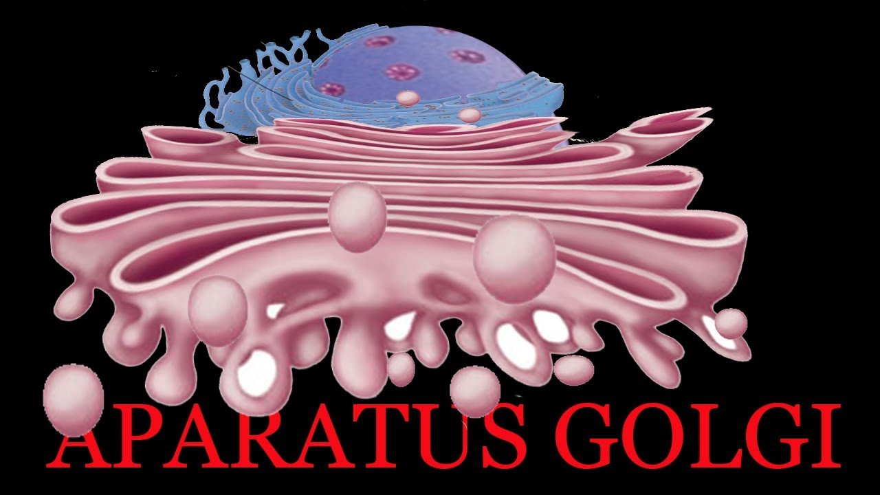 Detail Gambar Aparatus Golgi Nomer 35