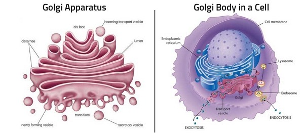 Detail Gambar Aparatus Golgi Nomer 43