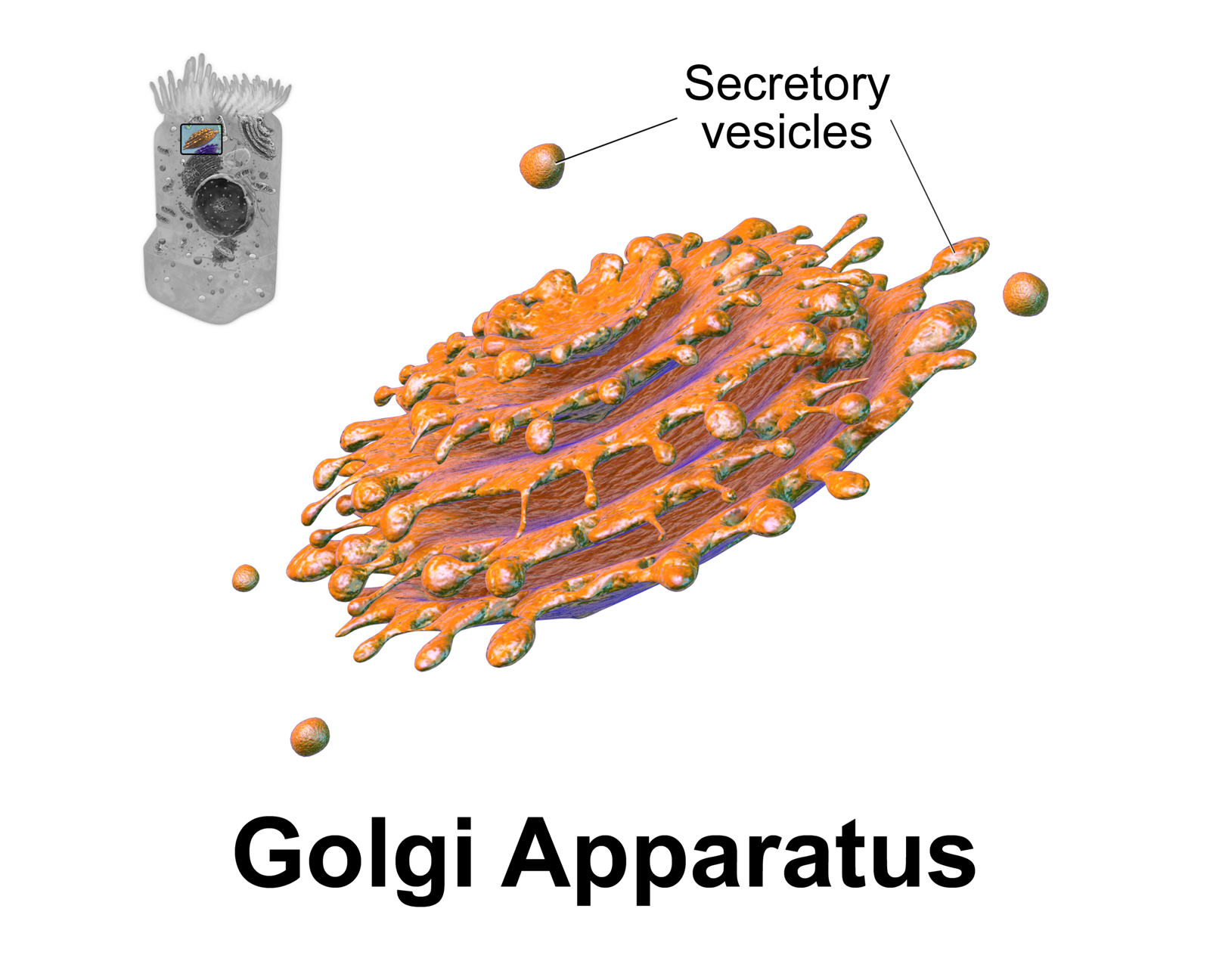 Detail Gambar Aparatus Golgi Nomer 44