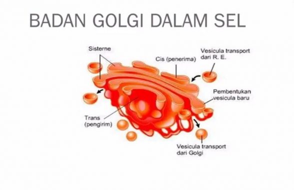 Detail Gambar Aparatus Golgi Nomer 6