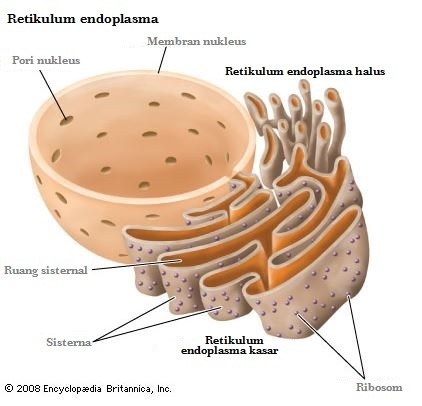 Detail Gambar Aparatus Golgi Nomer 47