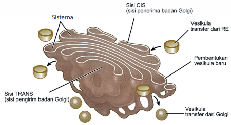 Detail Gambar Aparatus Golgi Nomer 51