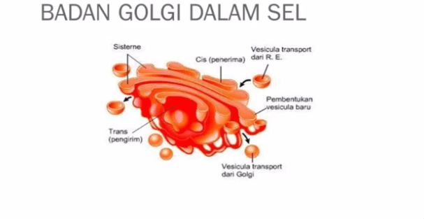 Detail Gambar Aparatus Golgi Nomer 8