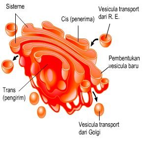 Detail Gambar Aparatus Golgi Nomer 9