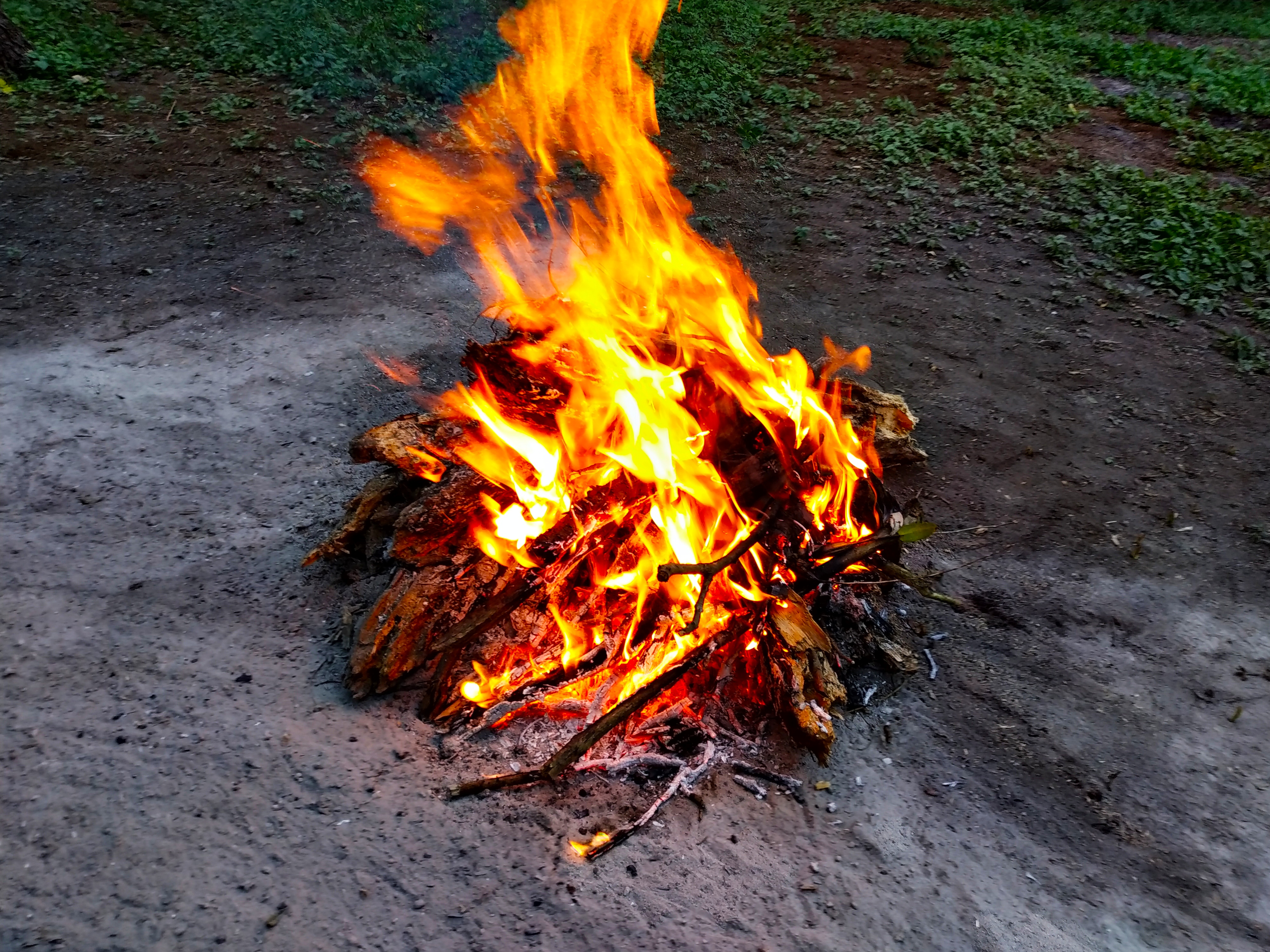 Download Gambar Api Api Nomer 32