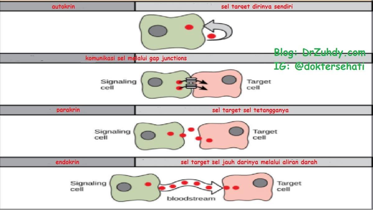 Gambar Apokrin Parakrin - KibrisPDR