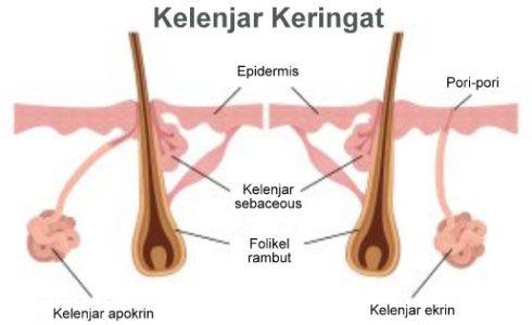 Detail Gambar Apokrin Parakrin Nomer 5