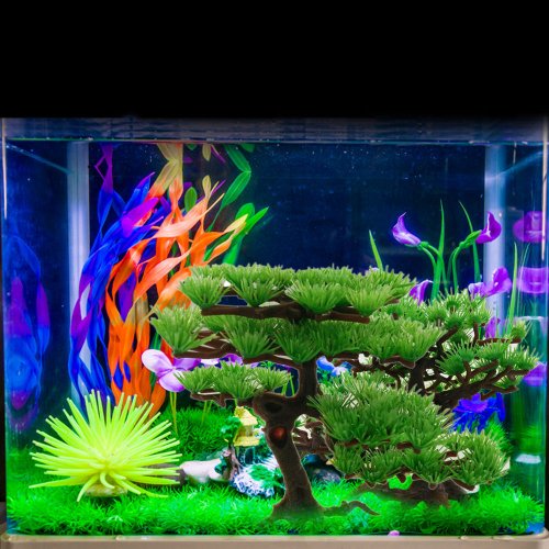 Detail Gambar Aquarium Air Tawar Nomer 32