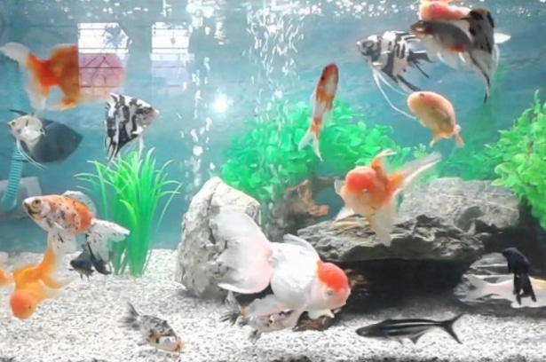 Detail Gambar Aquarium Air Tawar Nomer 33