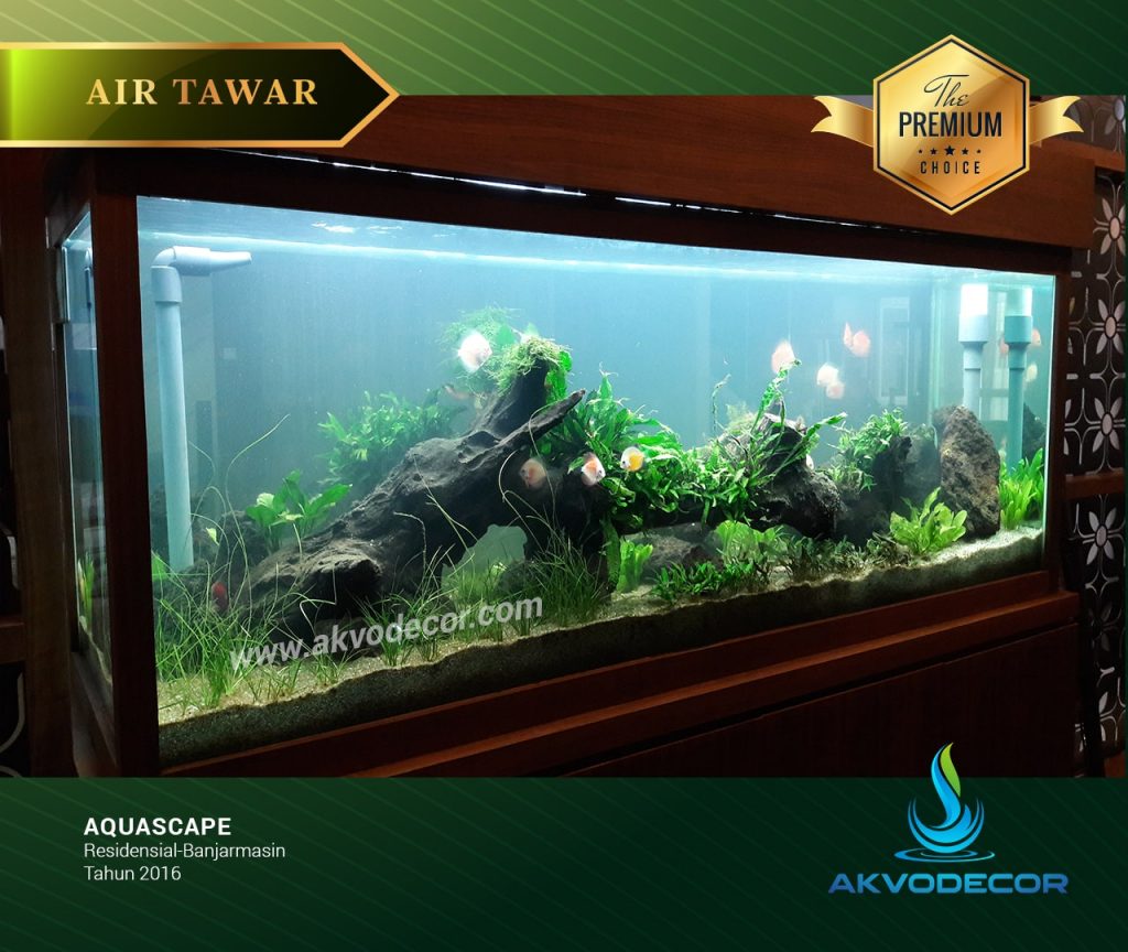 Detail Gambar Aquarium Air Tawar Nomer 47