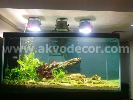 Detail Gambar Aquarium Air Tawar Nomer 50